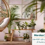 معرفی 10 گیاه آپارتمانی که سبب لوکس شدن فضا و دکوراسیون خانه شما مشود